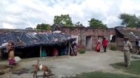 Ataques de lobos no norte da Índia deixam 7 mortos, incluindo crianças