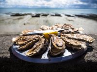 Governo de SP libera consumo de mariscos e ostras de algumas áreas