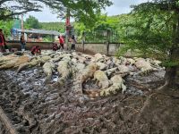 Criador tailandês mata mais de cem crocodilos após tufão danificar abrigo