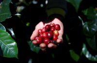 Disparada do preço vai tornar o café um produto de luxo?