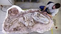 Fóssil de nova espécie de réptil encontrado no Brasil ajuda a entender ascensão dos dinossauros